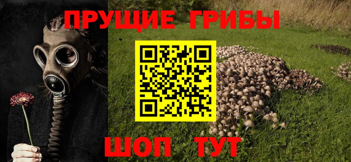 Псилоцибиновые грибы Psilocybine cubensis  Знаменск 