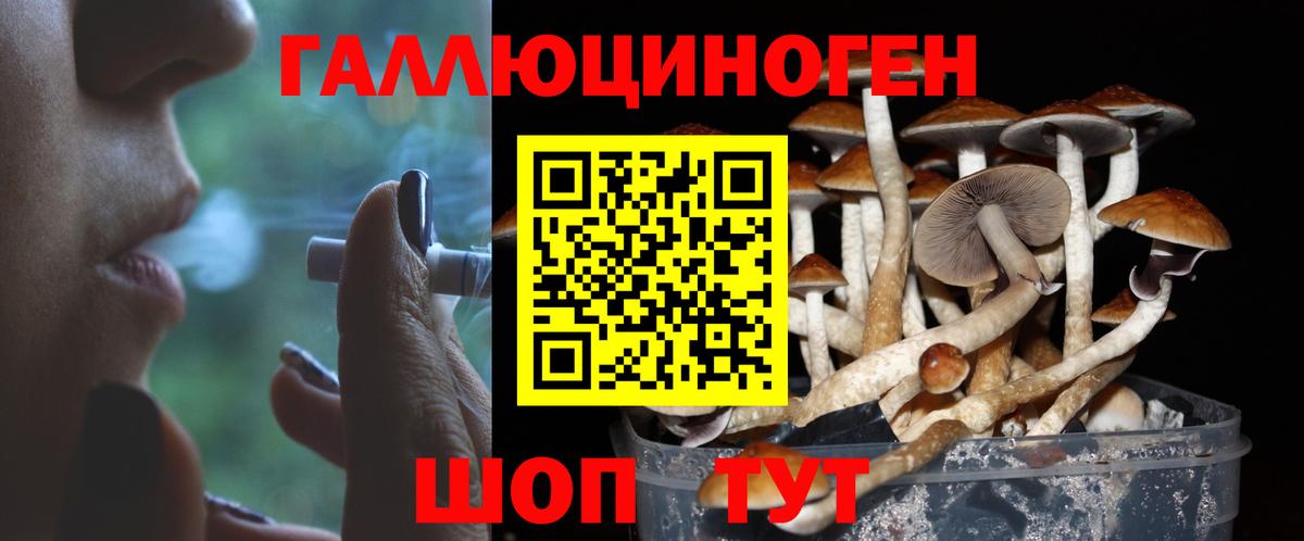 Знаменск  Псилоцибиновые грибы Cubensis  Вход с VPN 